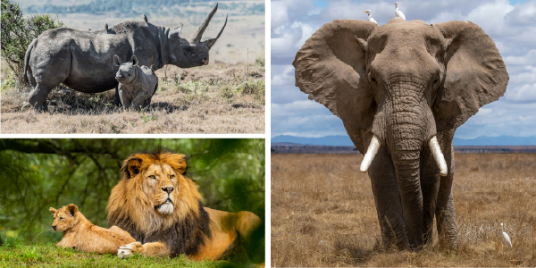 African wildlife