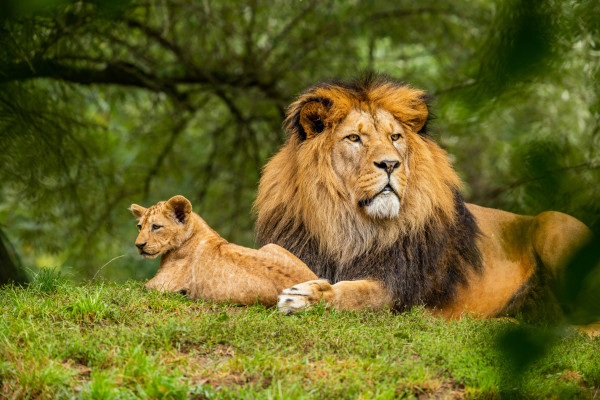 Lions